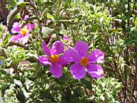 Cistus Creticus subsp Creticus (fam. Cistacees), Europe meridionale et Afr. du nord (2) (Photo F. Mrugala)